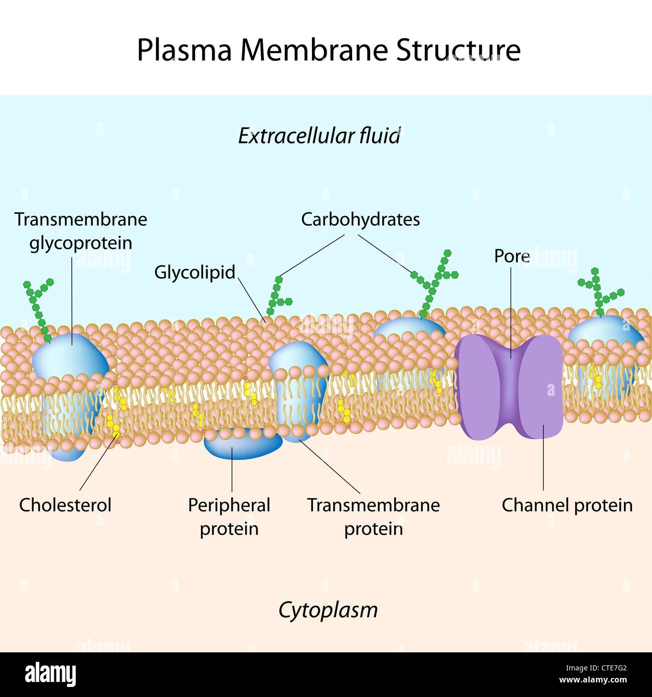 Structure des membranes plasmatiques Banque D'Images