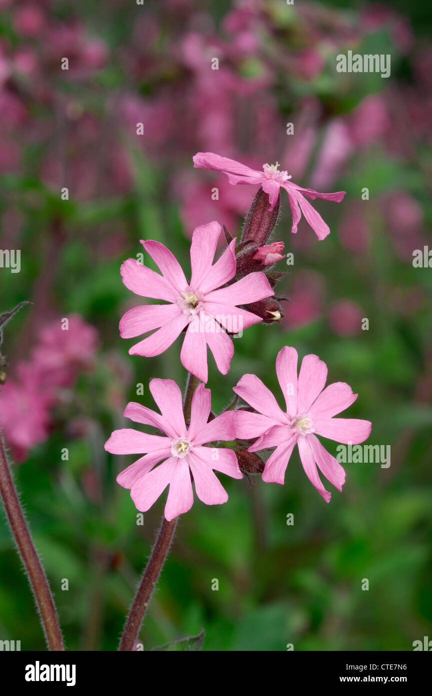 RED campion Silene dioica (Caryophyllaceae) Banque D'Images