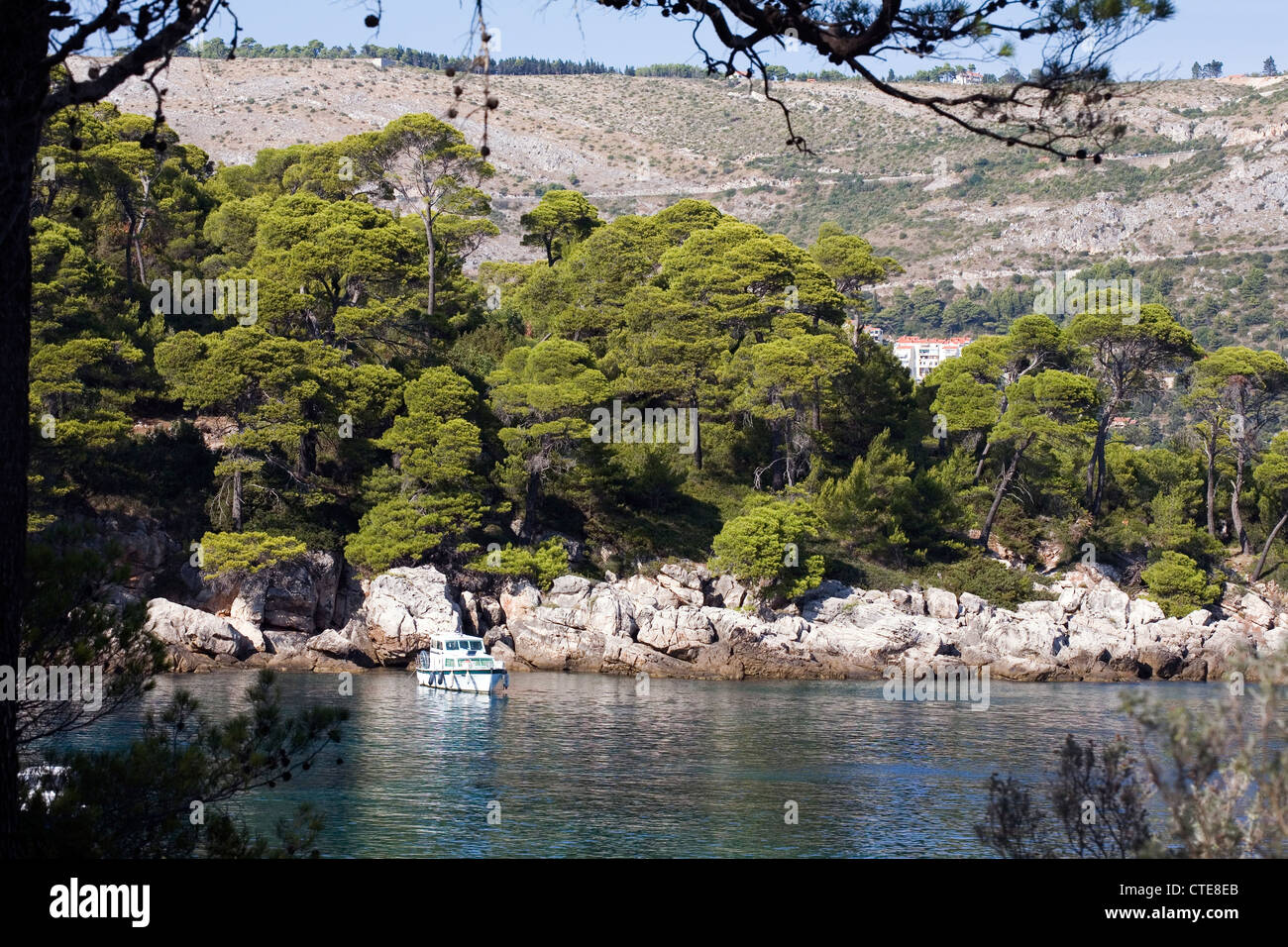 Le pin d'Alep L'île de Lokrum Dalmatie Dubrovnik Croatie Banque D'Images