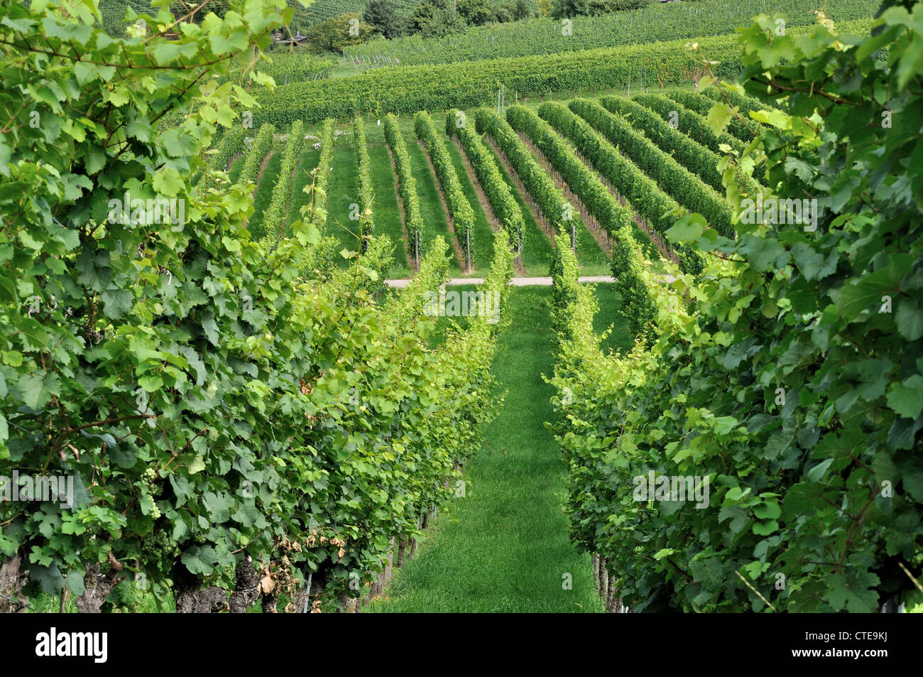 Vignoble vallonné # 2, Baden Banque D'Images