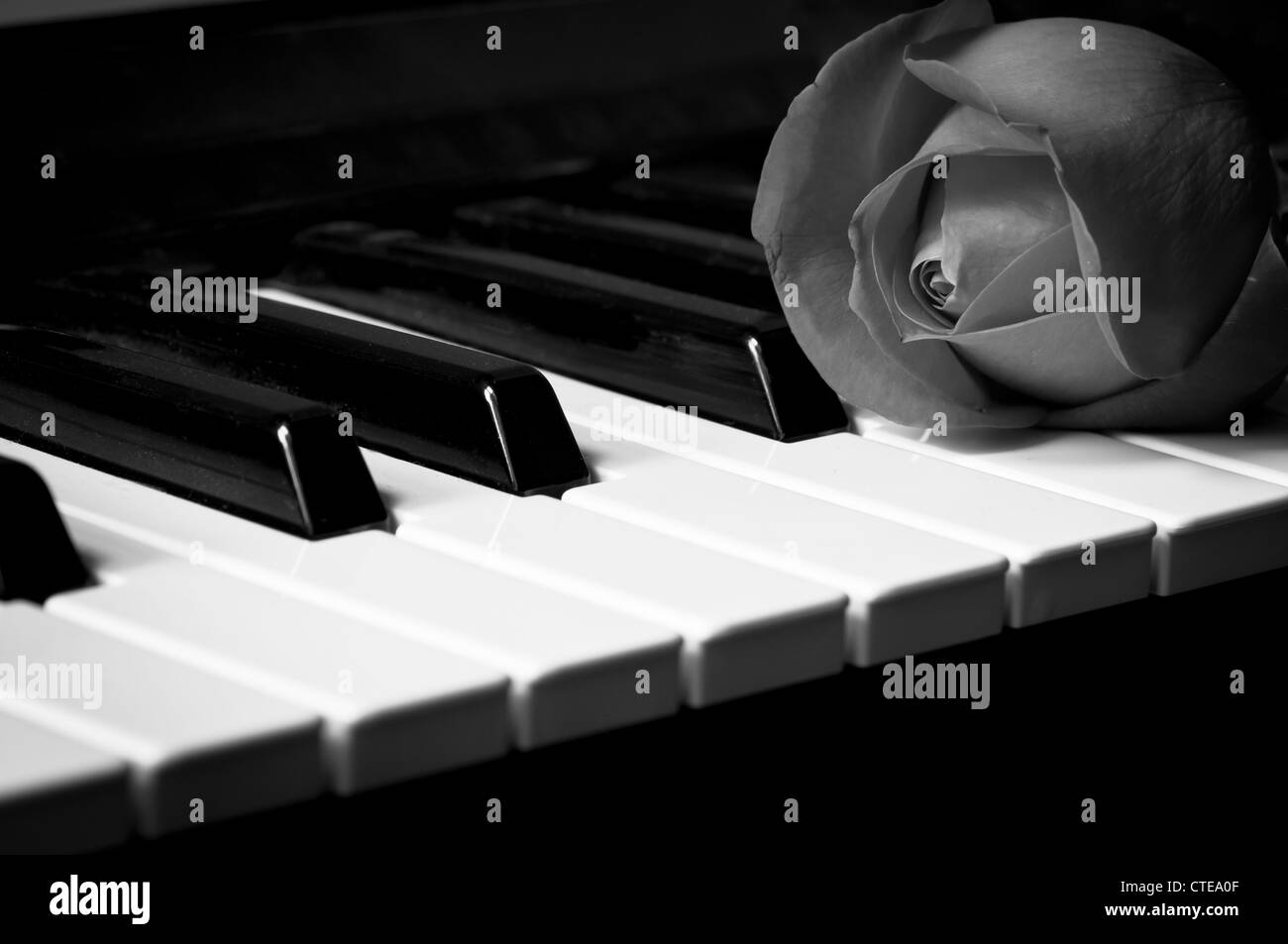 Rose au piano Banque D'Images