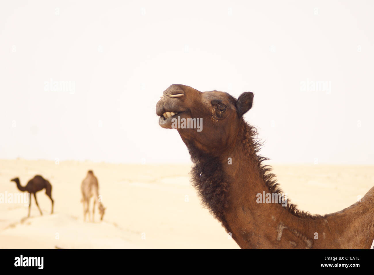 Les chameaux pris dans le désert près de Dammam, Arabie Saoudite Banque D'Images