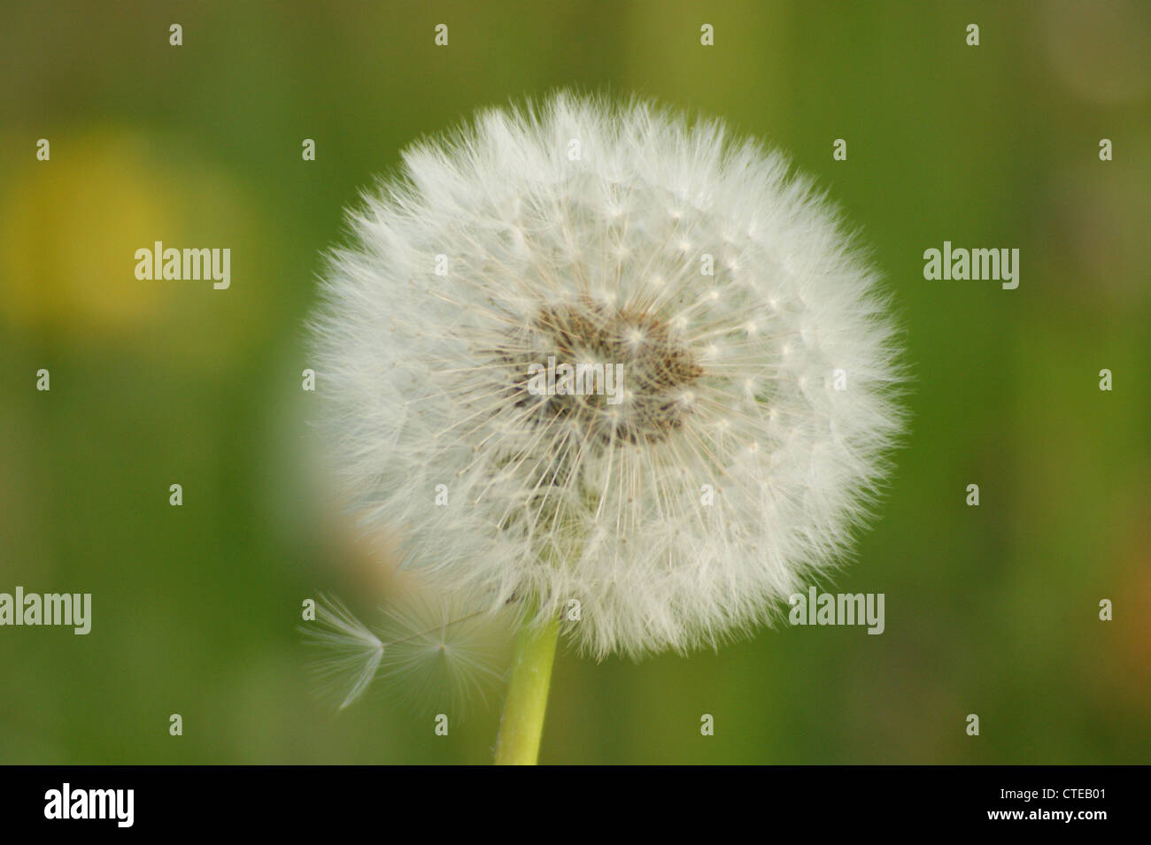 Allé à la tête de pissenlit graines avec une graine se détacher. Pris près de Bradford on Avon, Wiltshire, Royaume-Uni Banque D'Images