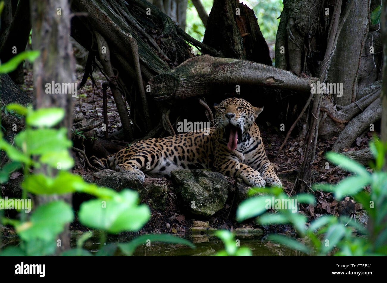 Une jaguar se trouve à l'ombre sur une chaude journée dans la jungle. Ils  sont et nocturne se nourrissent la nuit Photo Stock - Alamy