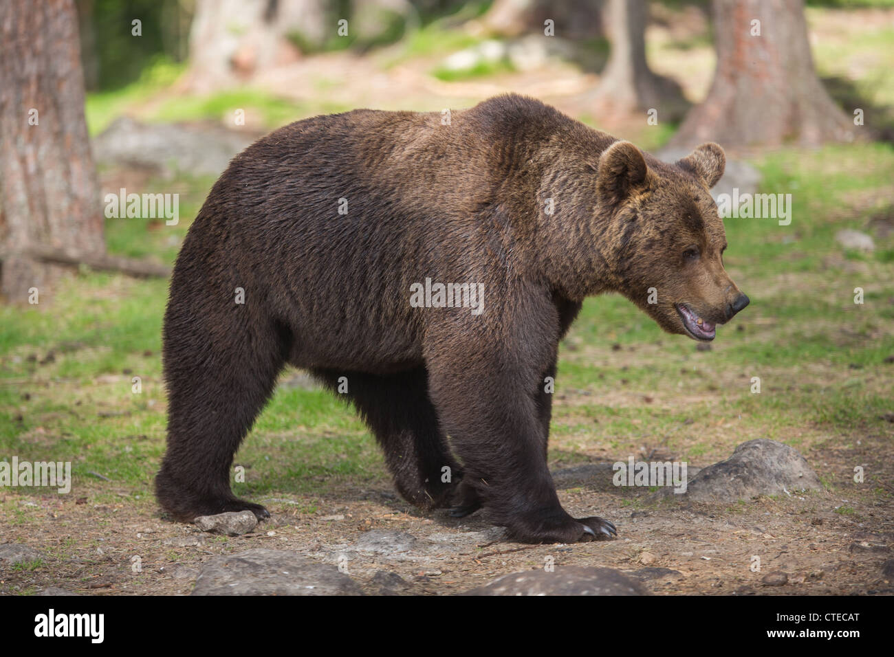 Ours brun dans une forêt Banque D'Images