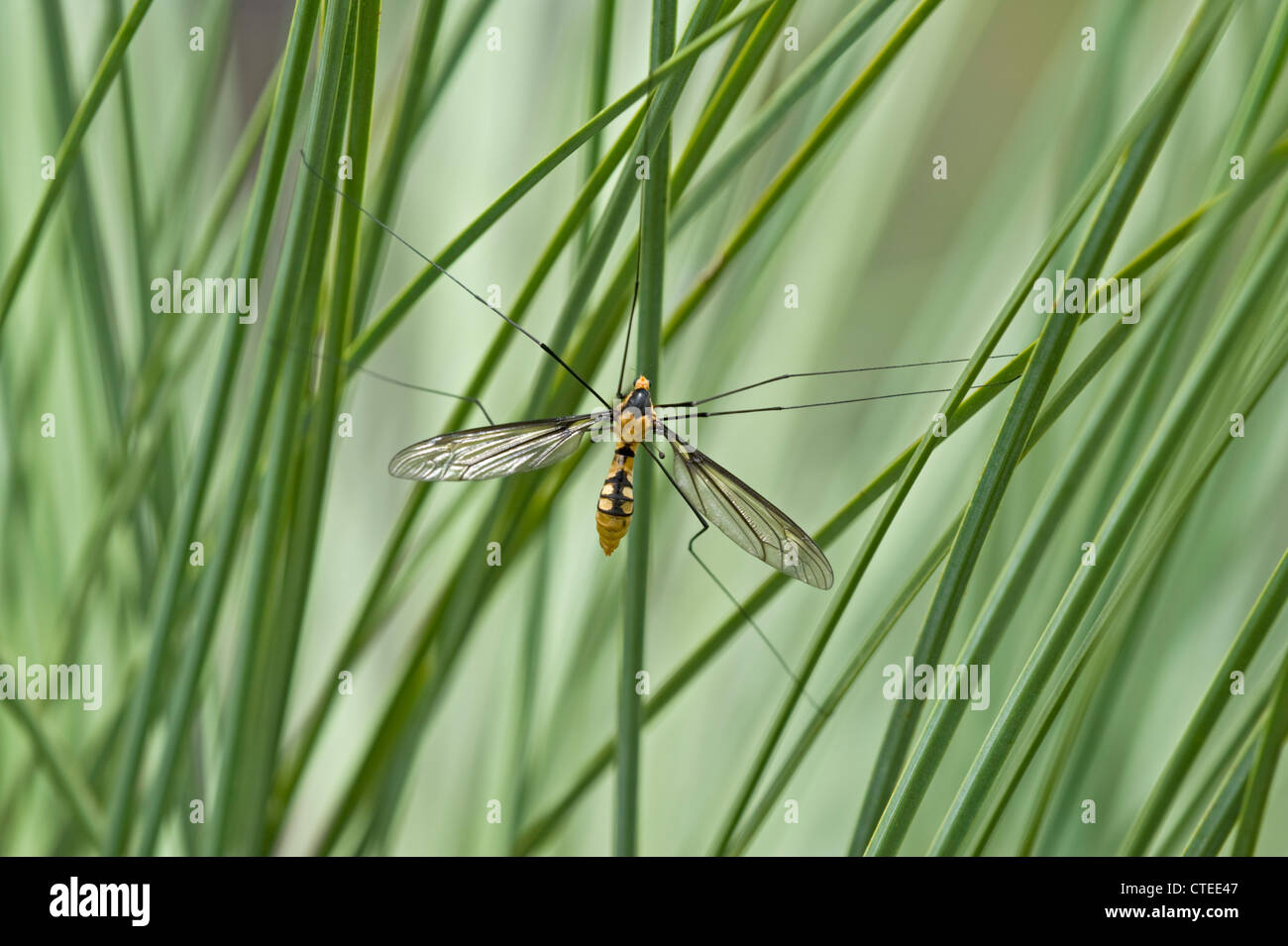 Insecte à longues pattes Banque de photographies et d’images à haute ...