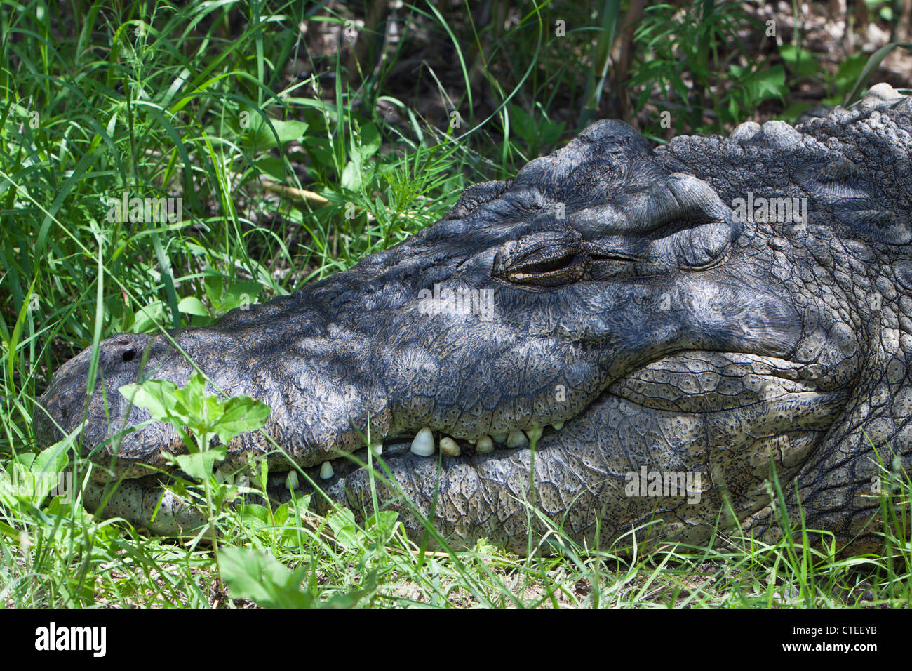Crocodile du Nil, Crocodylus niloticus, Namibie Banque D'Images