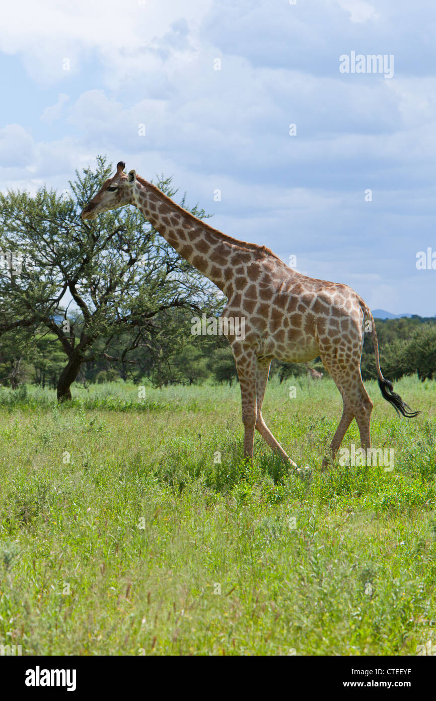 Girafe, Giraffa camelopardalis, Namibie Banque D'Images