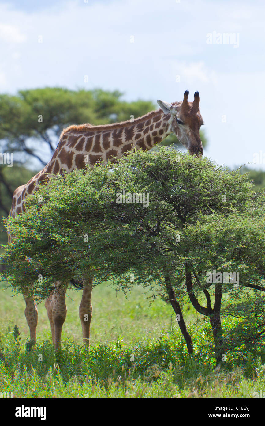 Alimentation girafe sur arbre, Giraffa camelopardalis, Namibie Banque D'Images