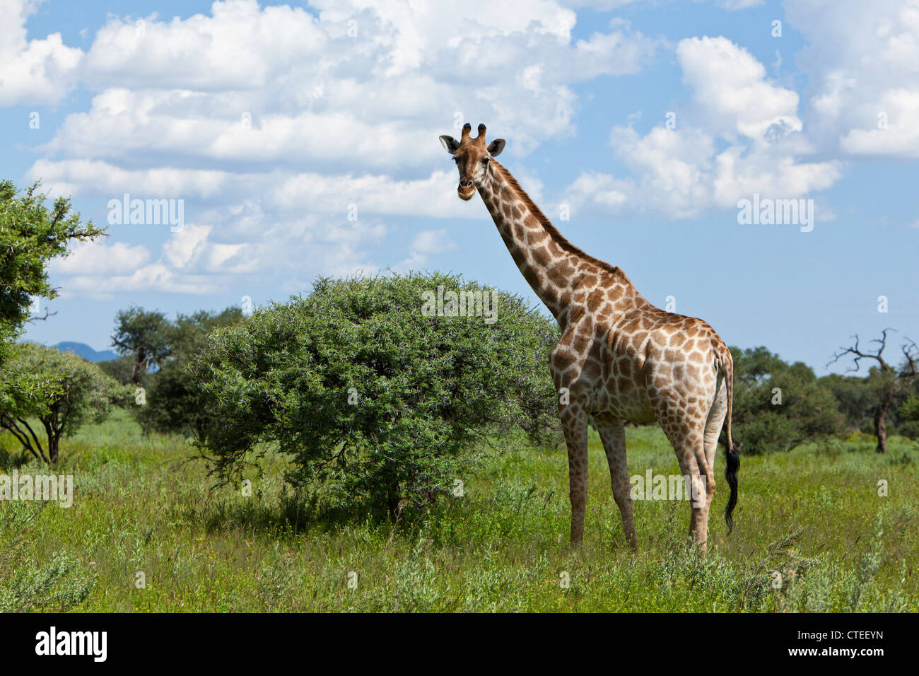 Girafe, Giraffa camelopardalis, Namibie Banque D'Images