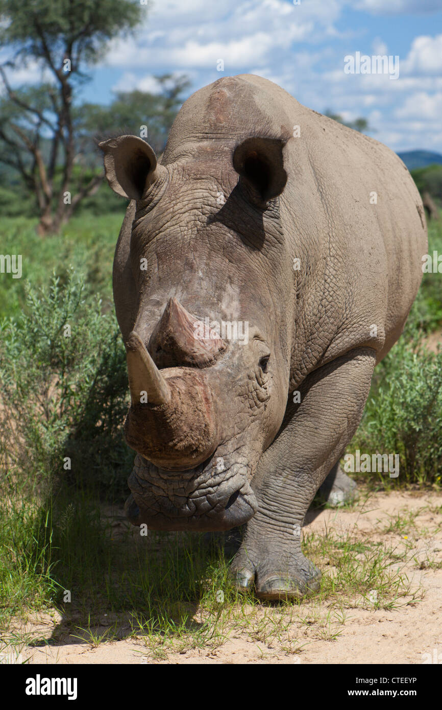 Rhinocéros blanc, Cerathotherium simum, Namibie Banque D'Images