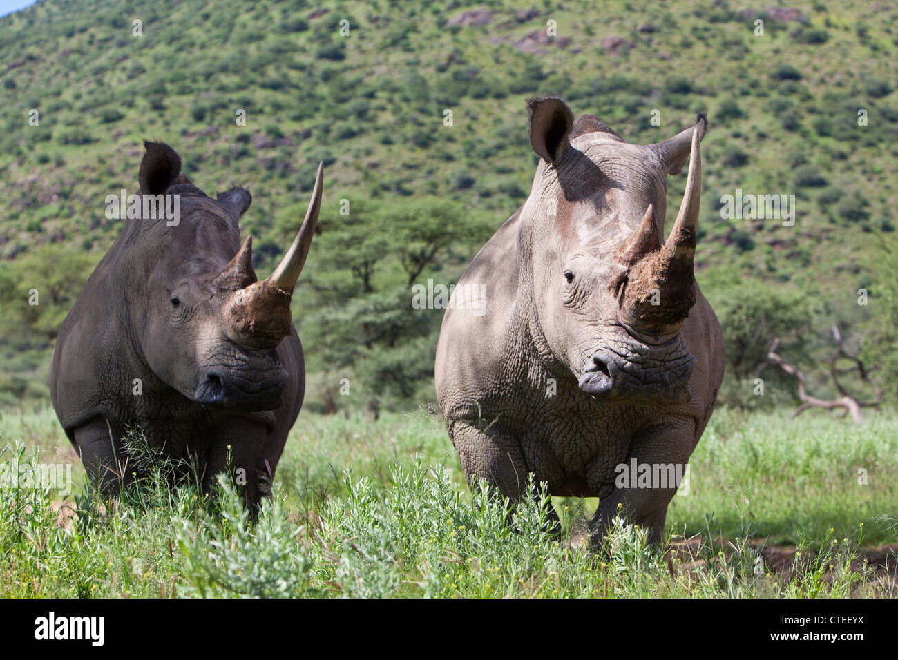 Rhinocéros blanc, Cerathotherium simum, Namibie Banque D'Images