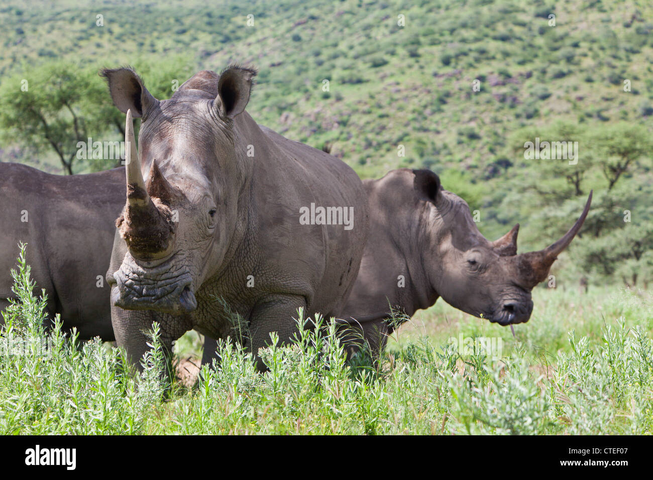 Rhinocéros blanc, Cerathotherium simum, Namibie Banque D'Images