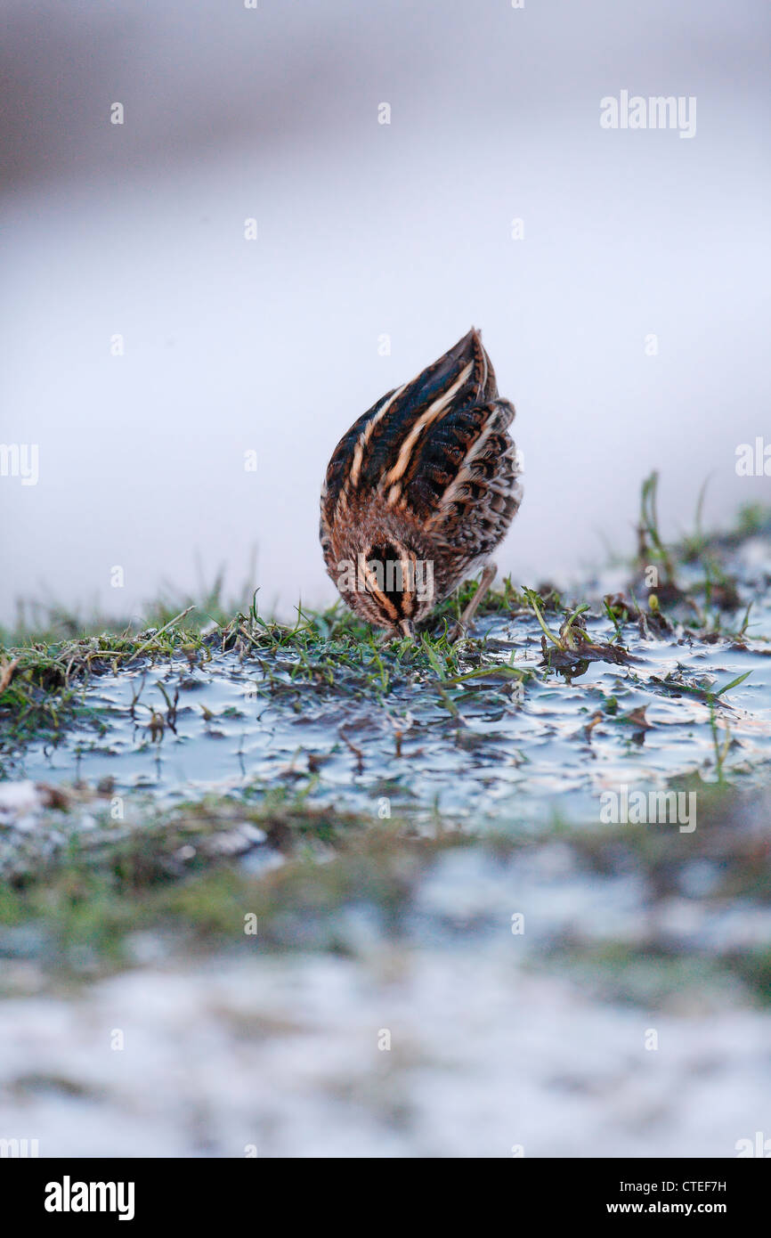 Jack Snipe Lymnocryptes minimus Shetland Ecosse UK Banque D'Images