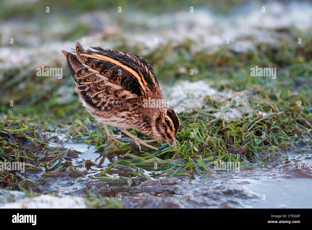 Jack Snipe Lymnocryptes minimus Shetland Ecosse UK Banque D'Images