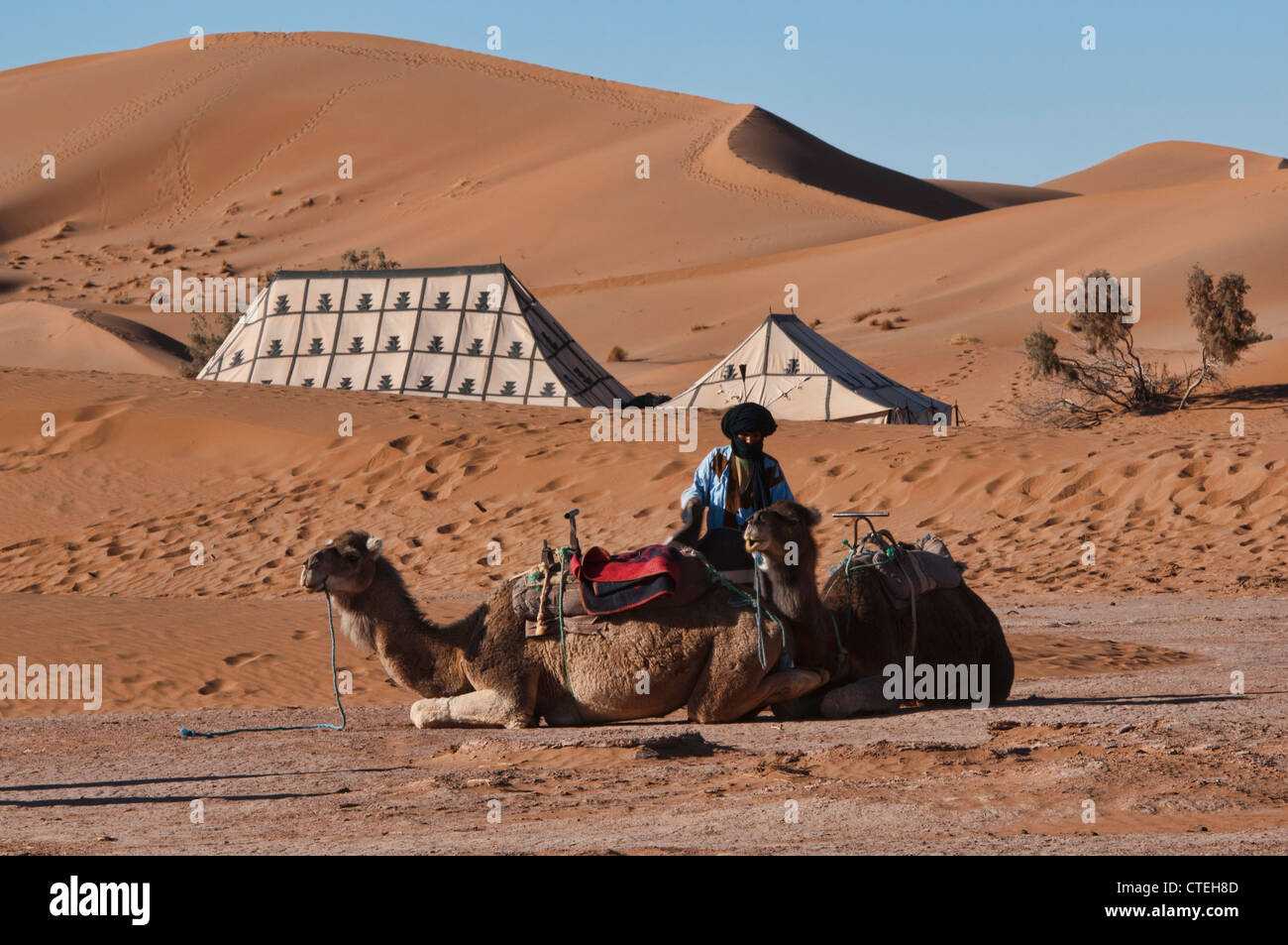 Un Berbère et son chameau à un camp dans le désert du Sahara de l'Erg Chigaga, Maroc Banque D'Images