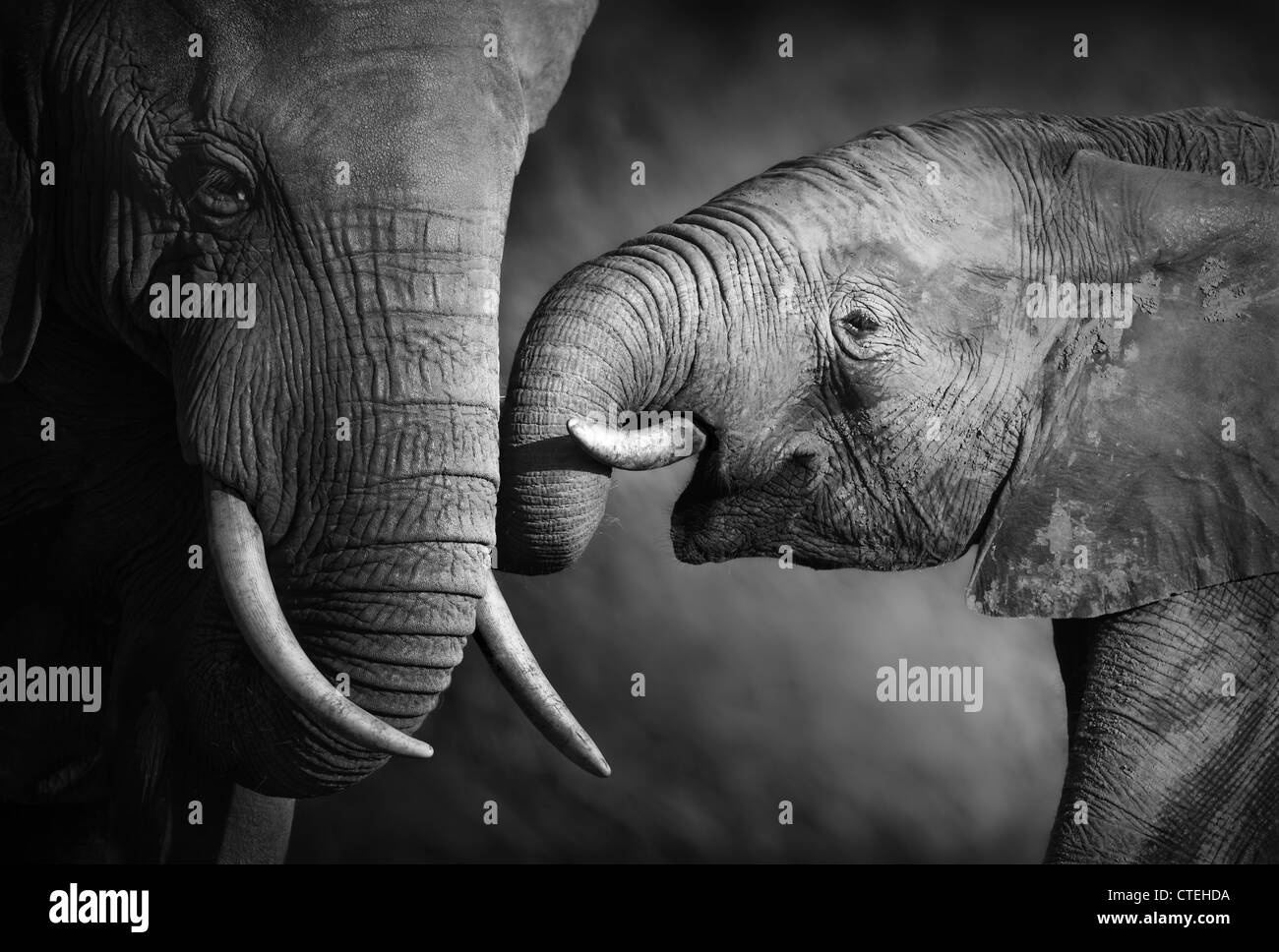 Montrer de l'affection des éléphants (traitement artistique) Banque D'Images
