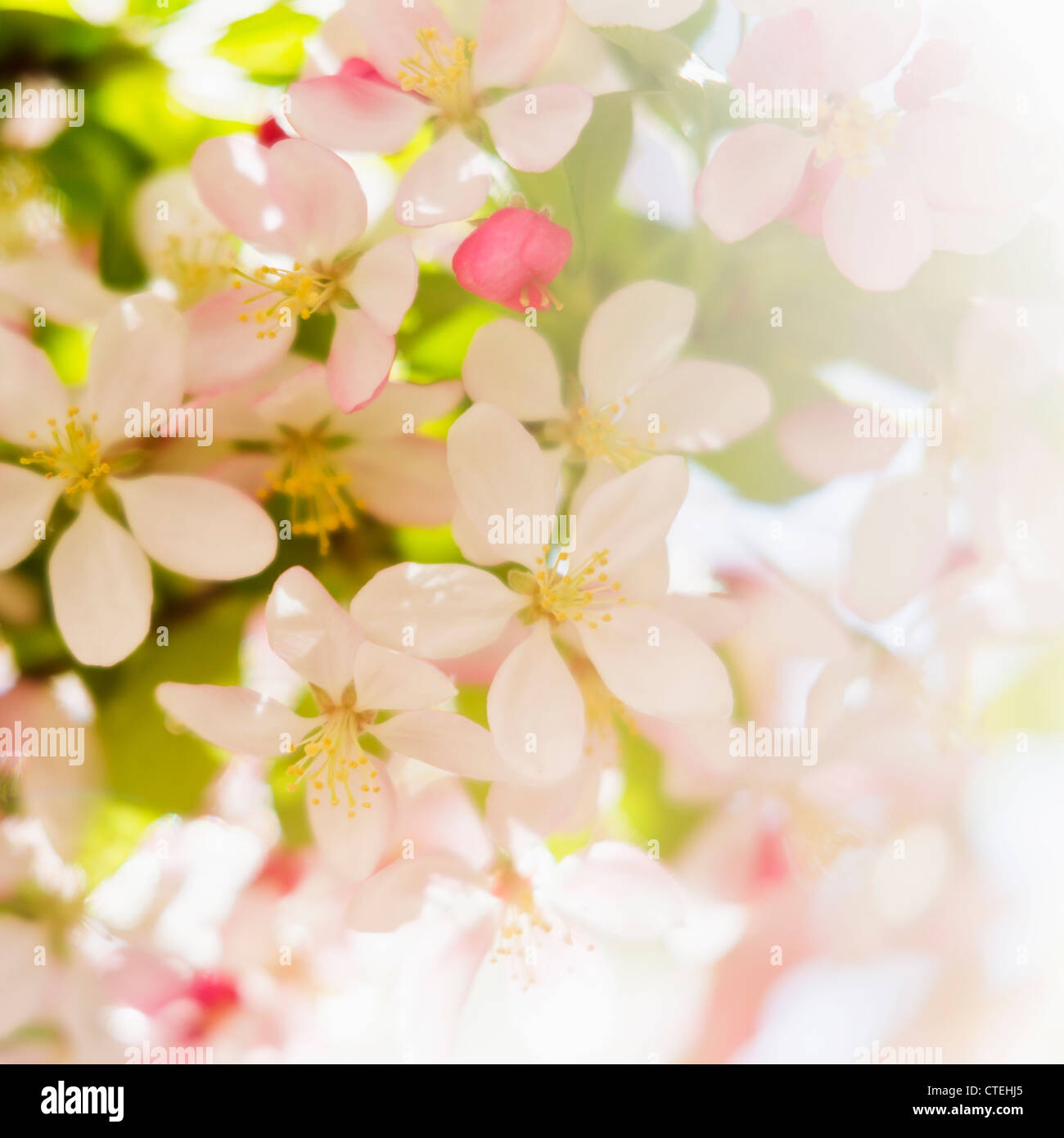 Fleurs de fleurs Banque D'Images