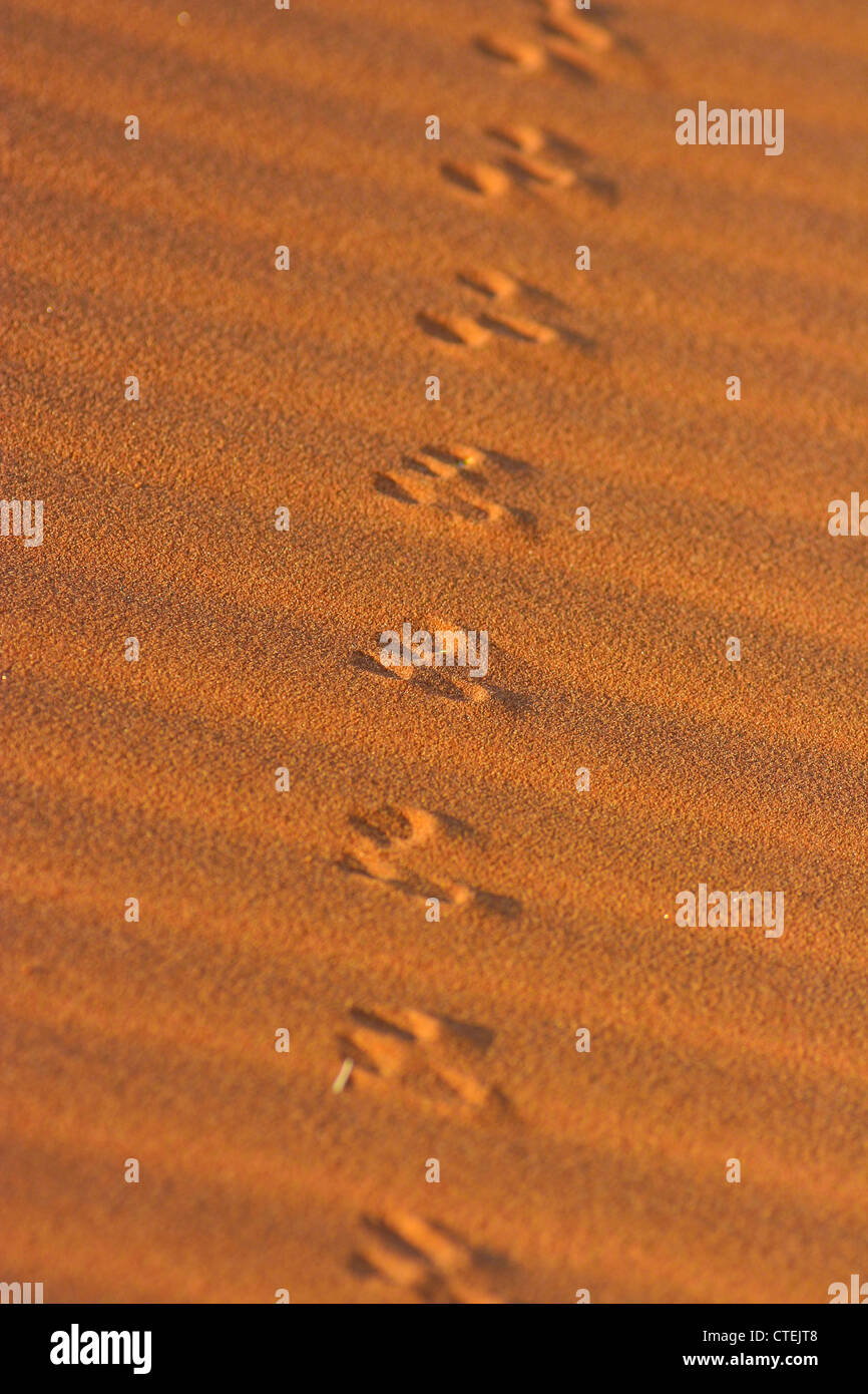 Des pistes d'animaux dans le sable dans le désert du Namib, Namibie Banque D'Images