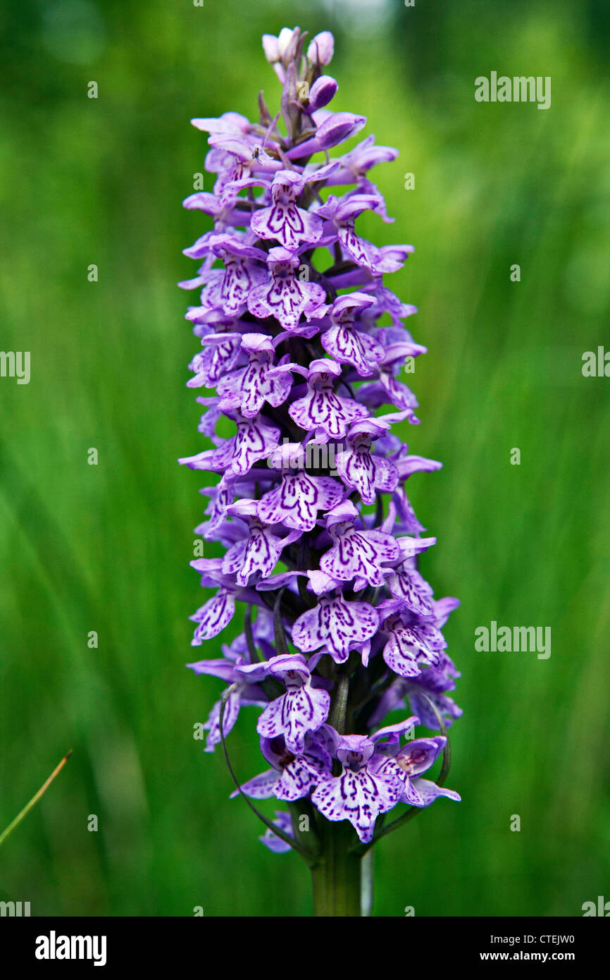 Heath Spotted Orchid ou Moorland Spotted Orchid Dactylorhiza maculata inflorescence en gros plan dans le Parc National de Lettonie Kemeru Banque D'Images