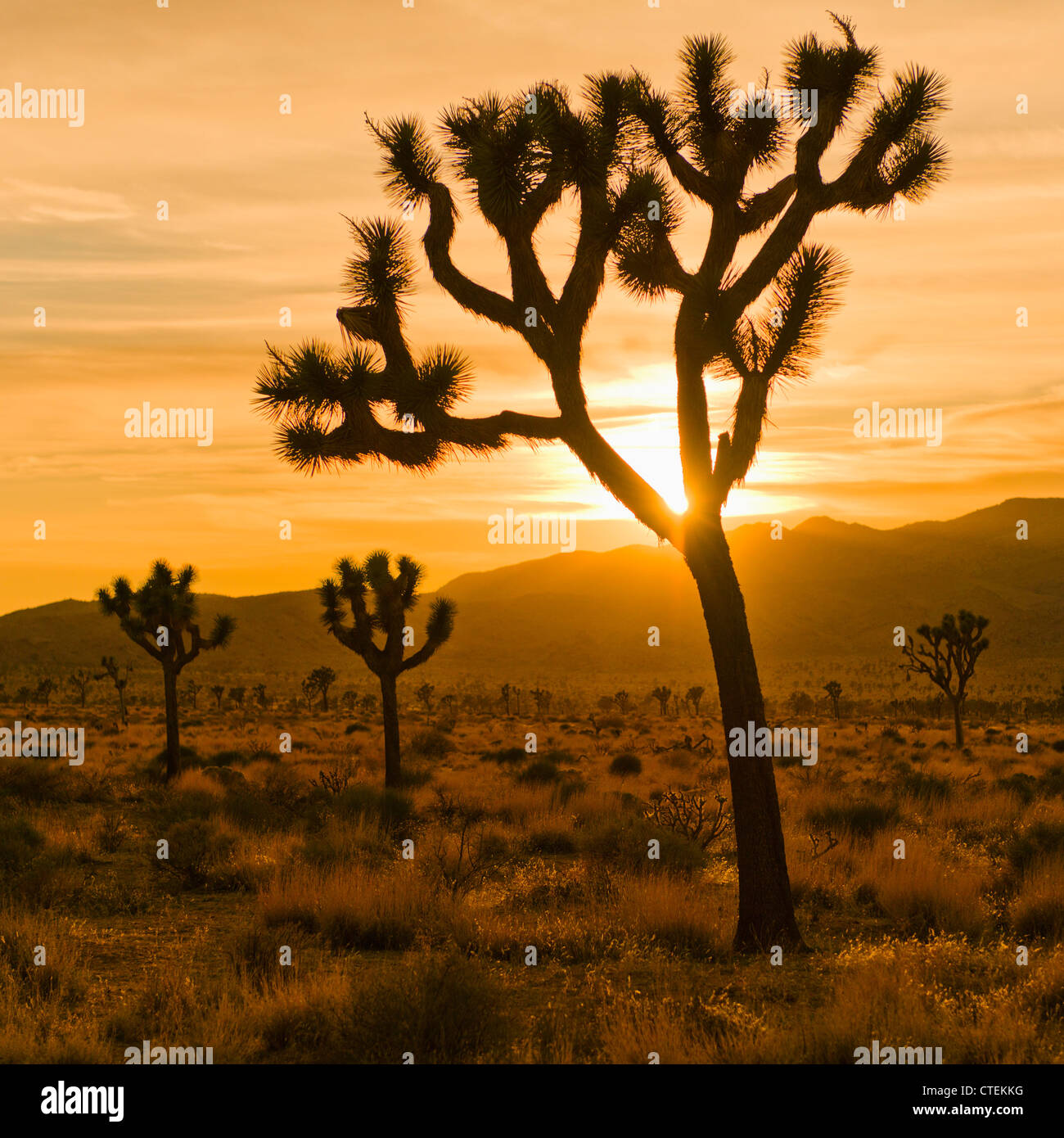 États-unis, Californie, Joshua Tree National Park, du désert au coucher du soleil Banque D'Images