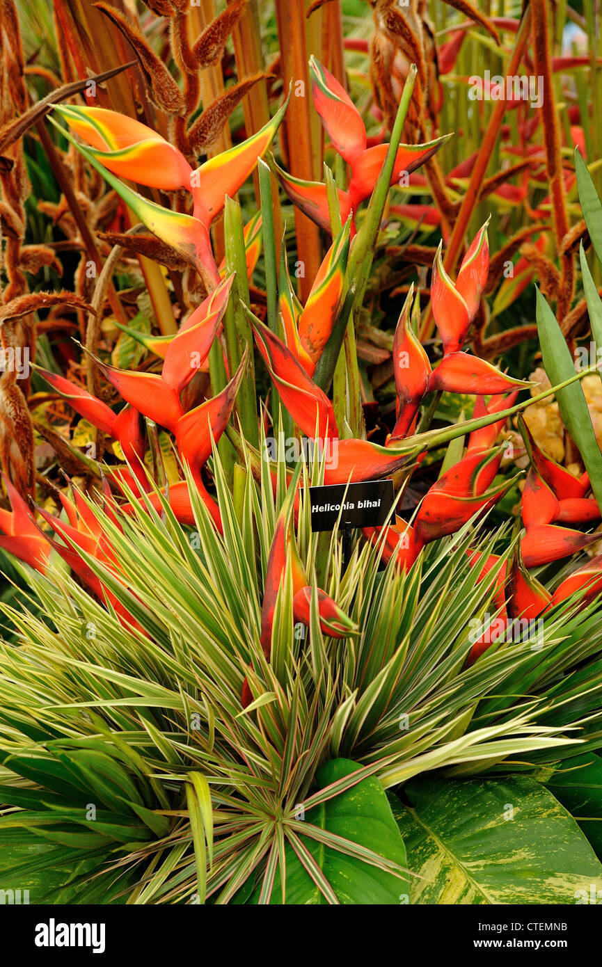 Chelsea Flower Show 2012 Banque D'Images