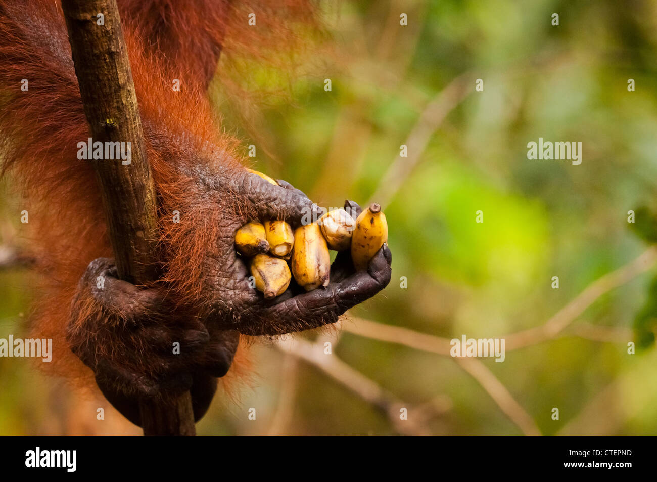 Une nature sauvage mais habitué des profils orang-outan orang-outan orang-outan saisit une poignée de bananes. Banque D'Images