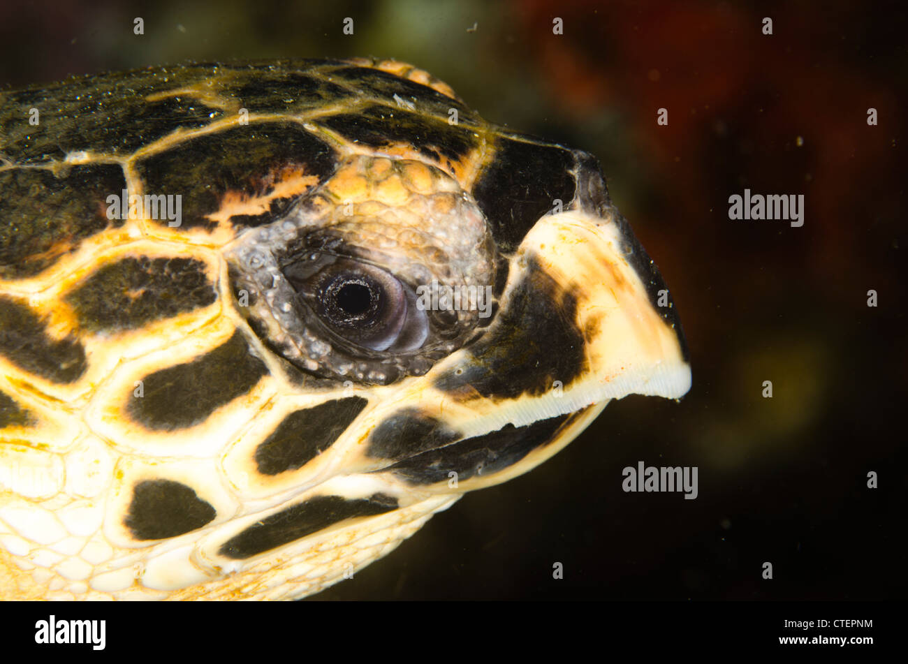 Vue rapprochée de la face d'un Hawk's bill turtle photo sous-marine. Banque D'Images