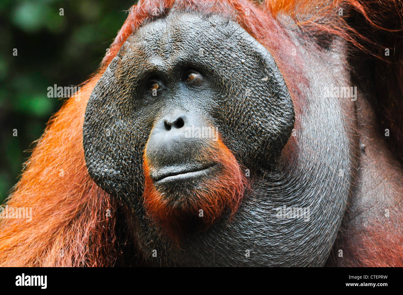 Un habitué, sauvage mâle alpha dominant orang-outan orang-outan orang-outan développé avec plaquettes joue son signifiant statut dominant. Banque D'Images