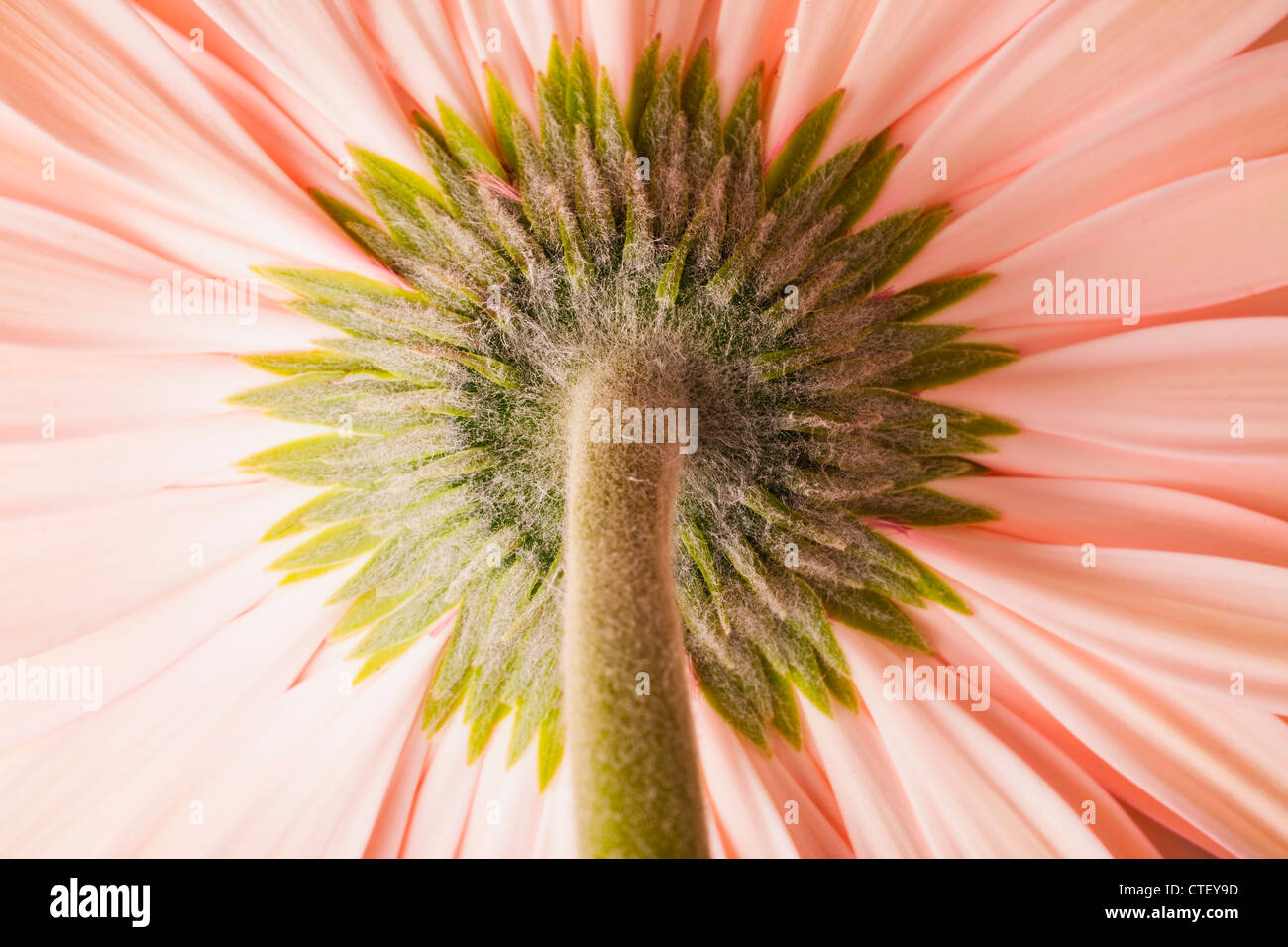 USA, Utah, Léhi, Close-up of pink daisy Banque D'Images
