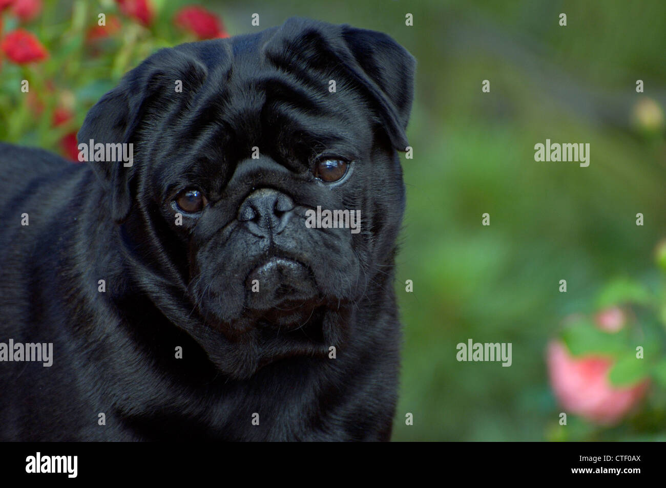 Le pug noir-head shot Banque D'Images