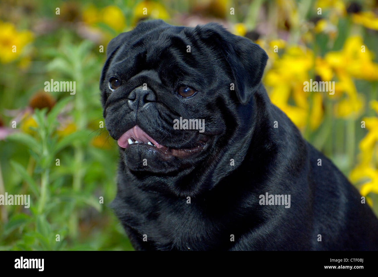 Le pug noir-head shot Banque D'Images