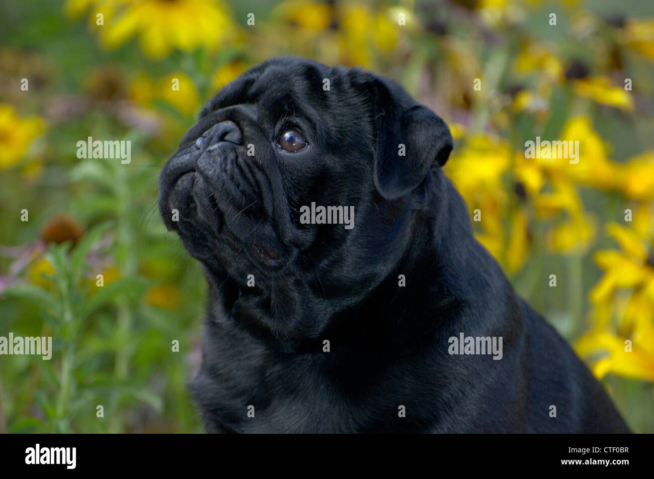 Le pug noir-head shot Banque D'Images