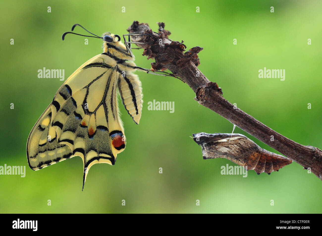 Papillon du machaon nouvellement éclos (Papilio machaon) Banque D'Images