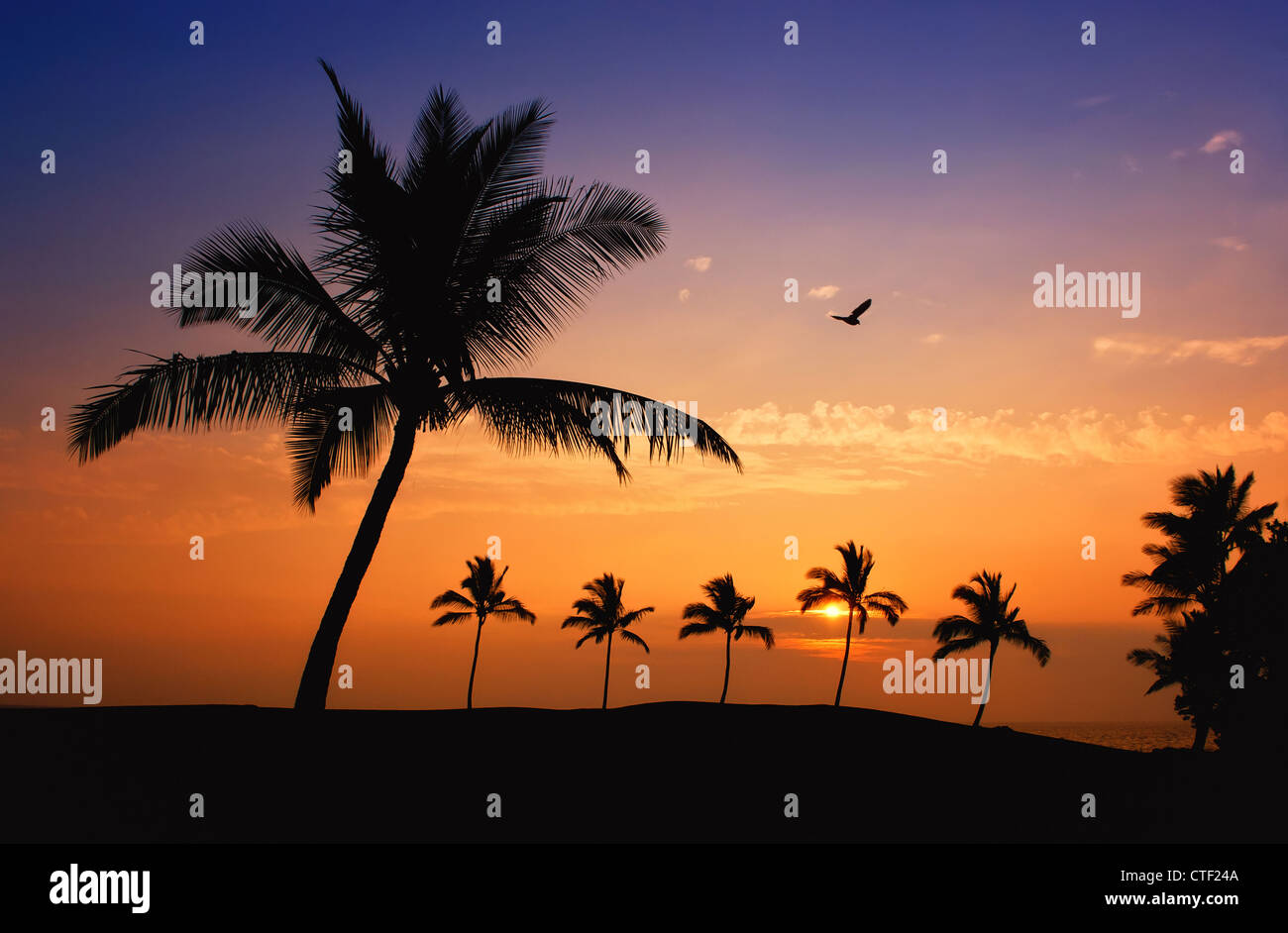 Hawaiian palm tree sunset sur Big Island Banque D'Images