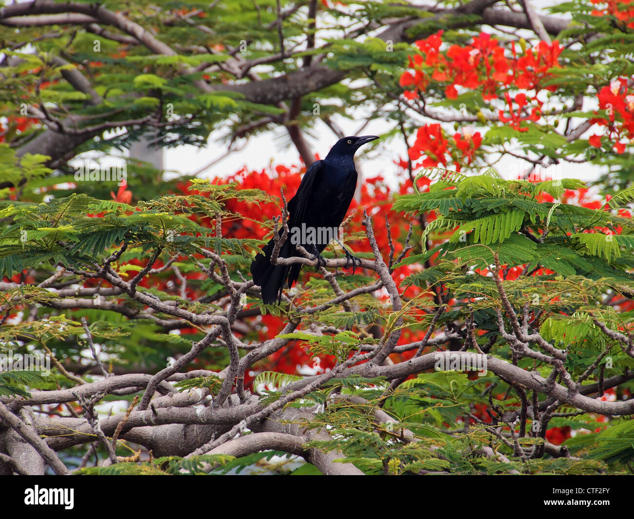 Quiscale bronzé à longue queue dans un arbre flamboyant dans blooming Banque D'Images