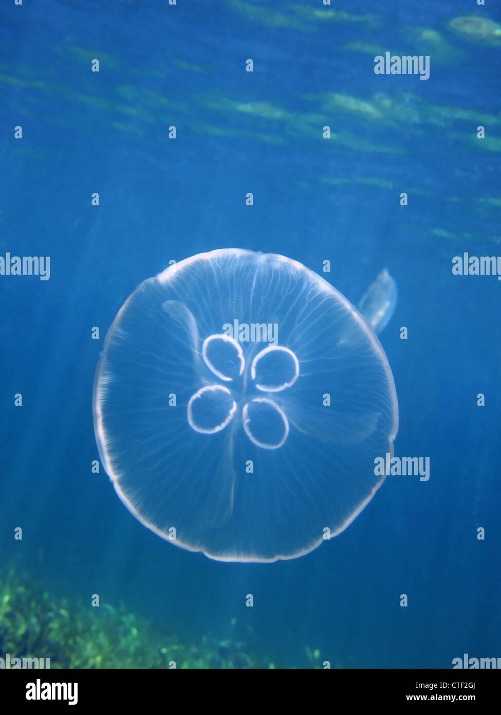 Lune, méduses Aurelia aurita sous l'eau dans la mer des Caraïbes Banque D'Images