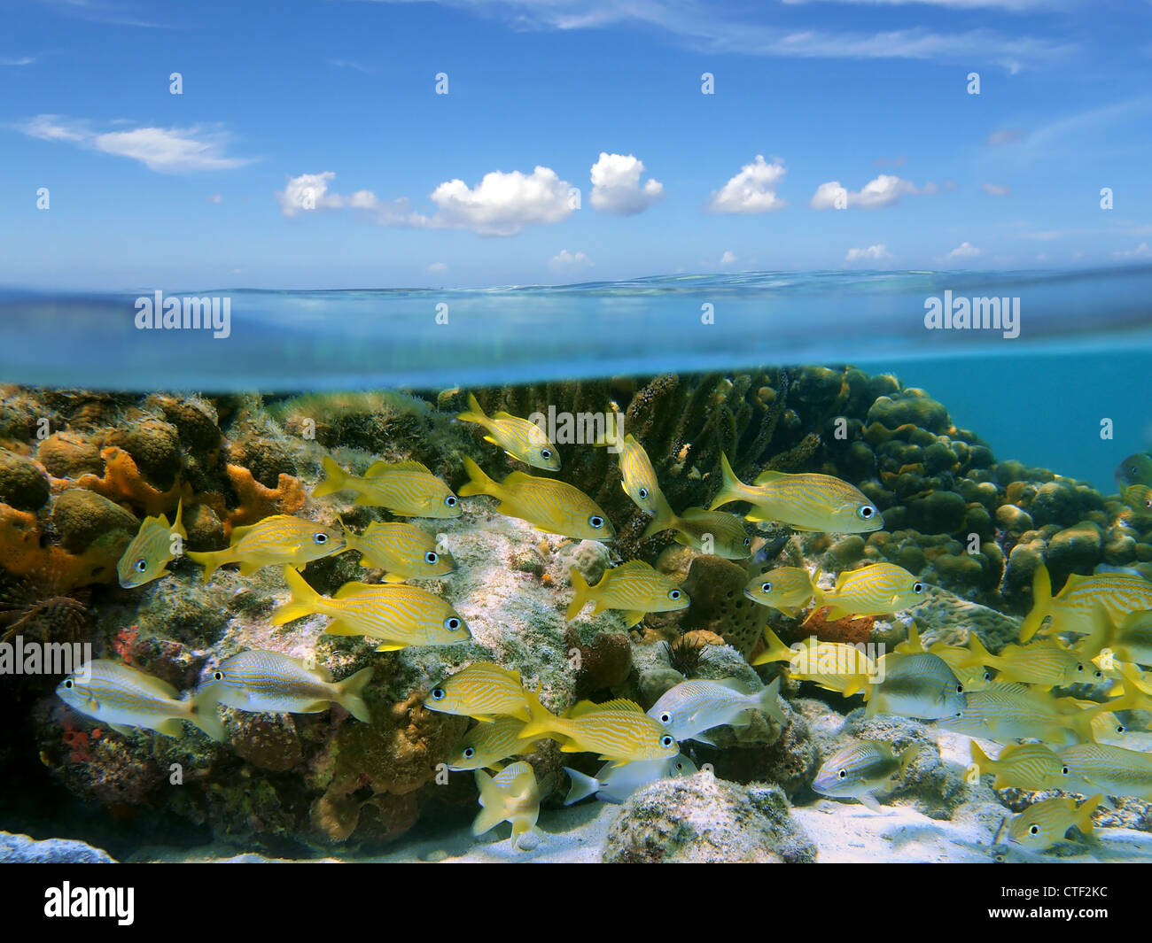 Mer des Caraïbes un banc de poissons tropicaux dans un récif de corail sous la mer et ciel bleu avec des petits nuages et partagé au-dessus et au-dessous de la surface de l'eau Banque D'Images