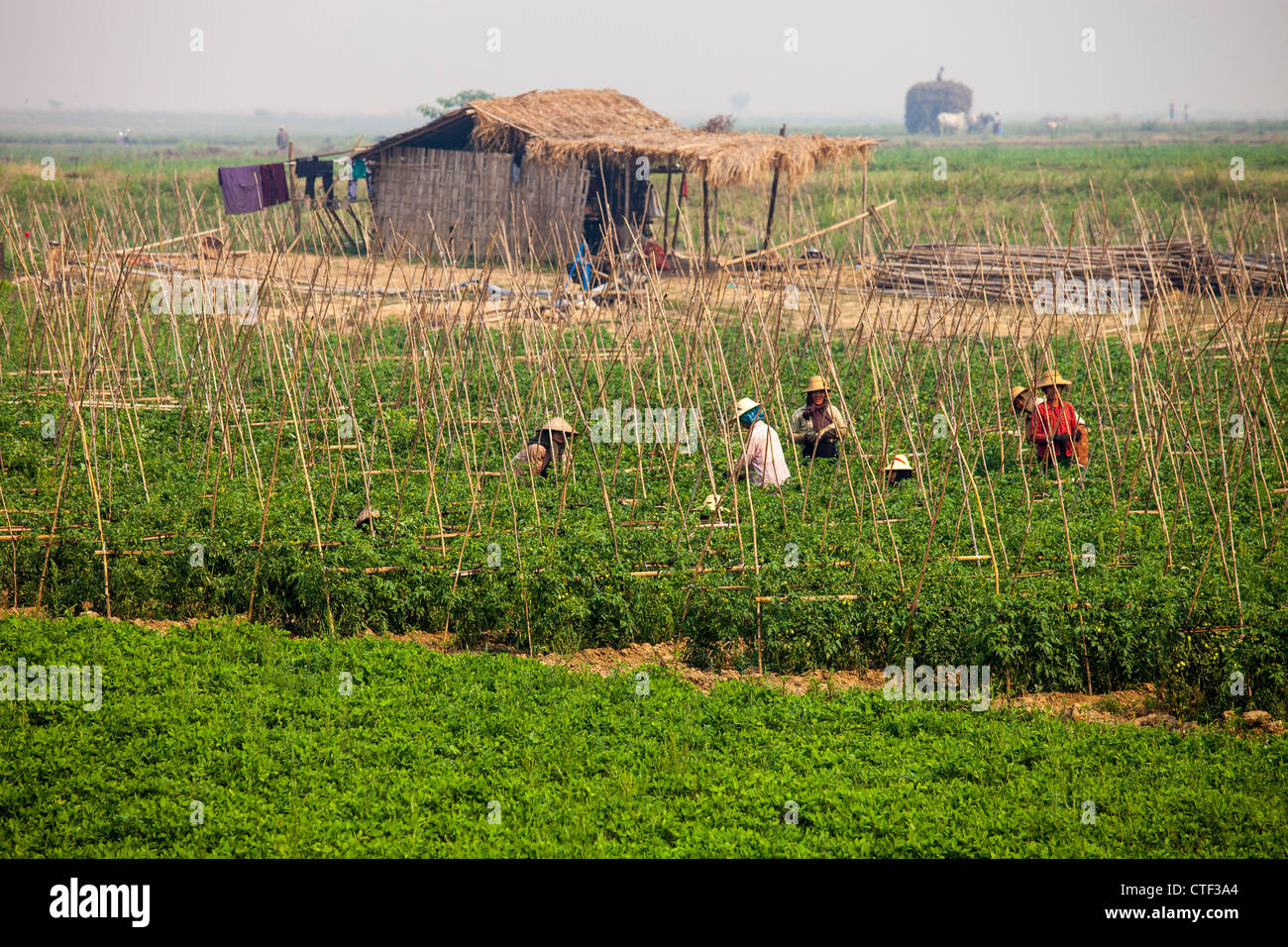 Les femmes l'agriculture tomate au Myanmar Banque D'Images