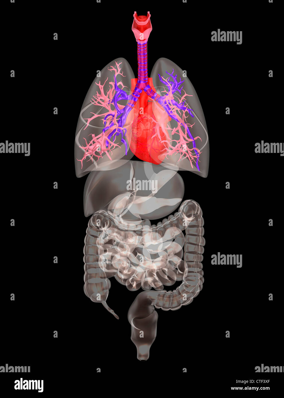Illustration montrant la recherche biomédicale les organes internes Banque D'Images