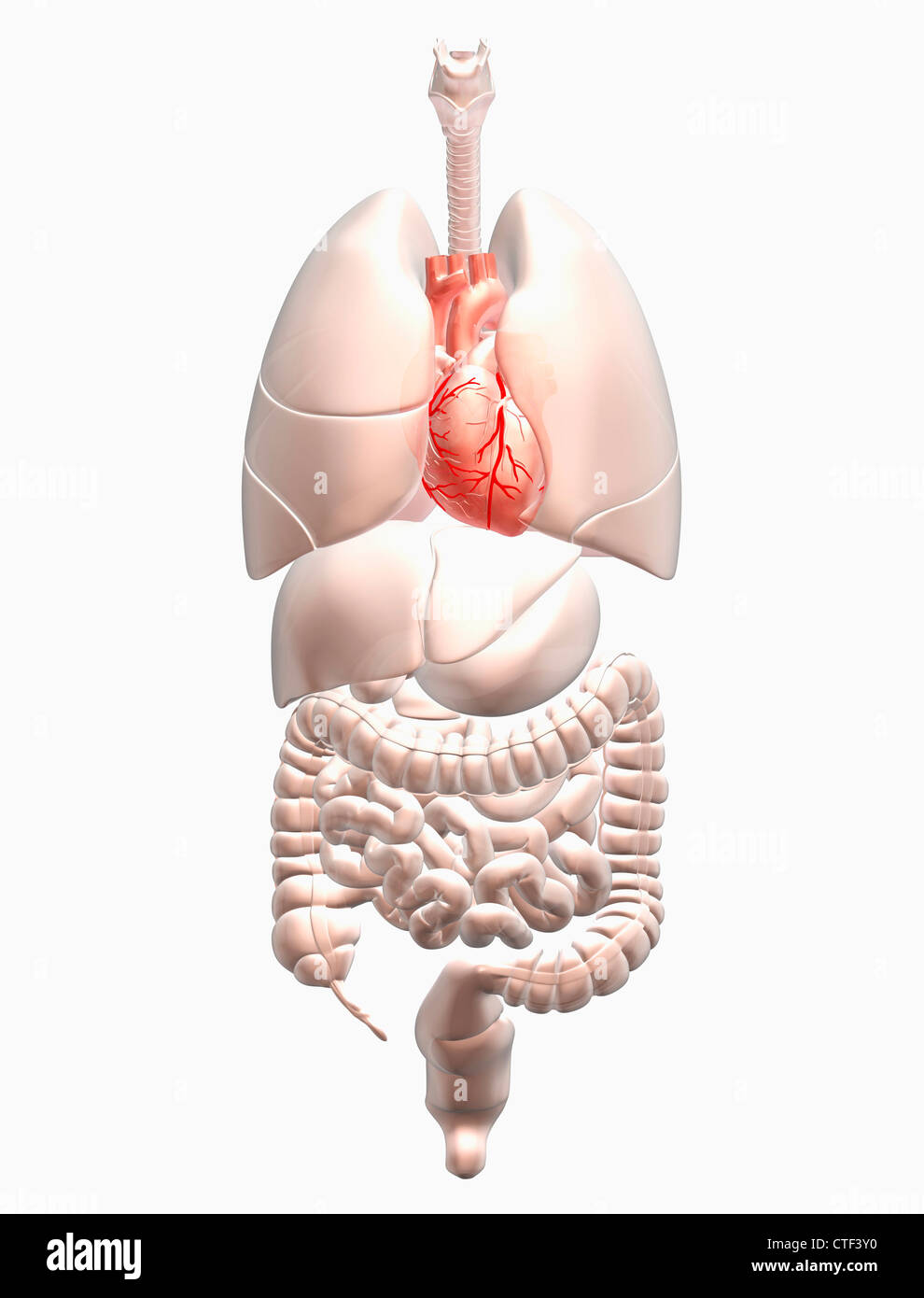 Illustration montrant la recherche biomédicale les organes internes avec coeur rouge Banque D'Images