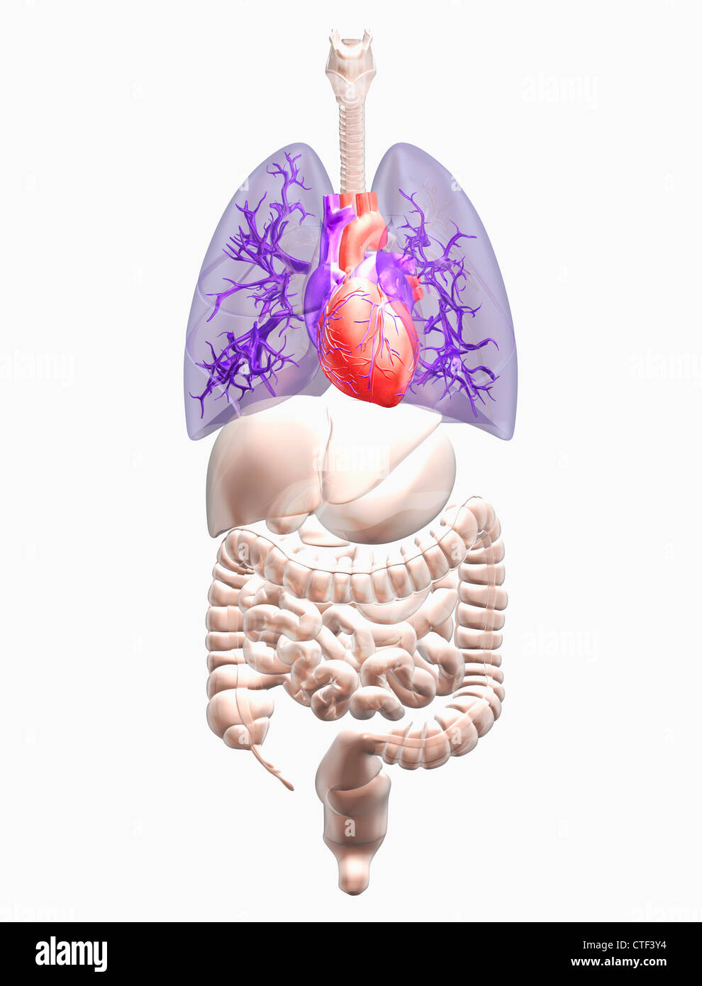 Illustration montrant la recherche biomédicale les organes internes avec cœur et poumons indiqué en rouge en bleu Banque D'Images
