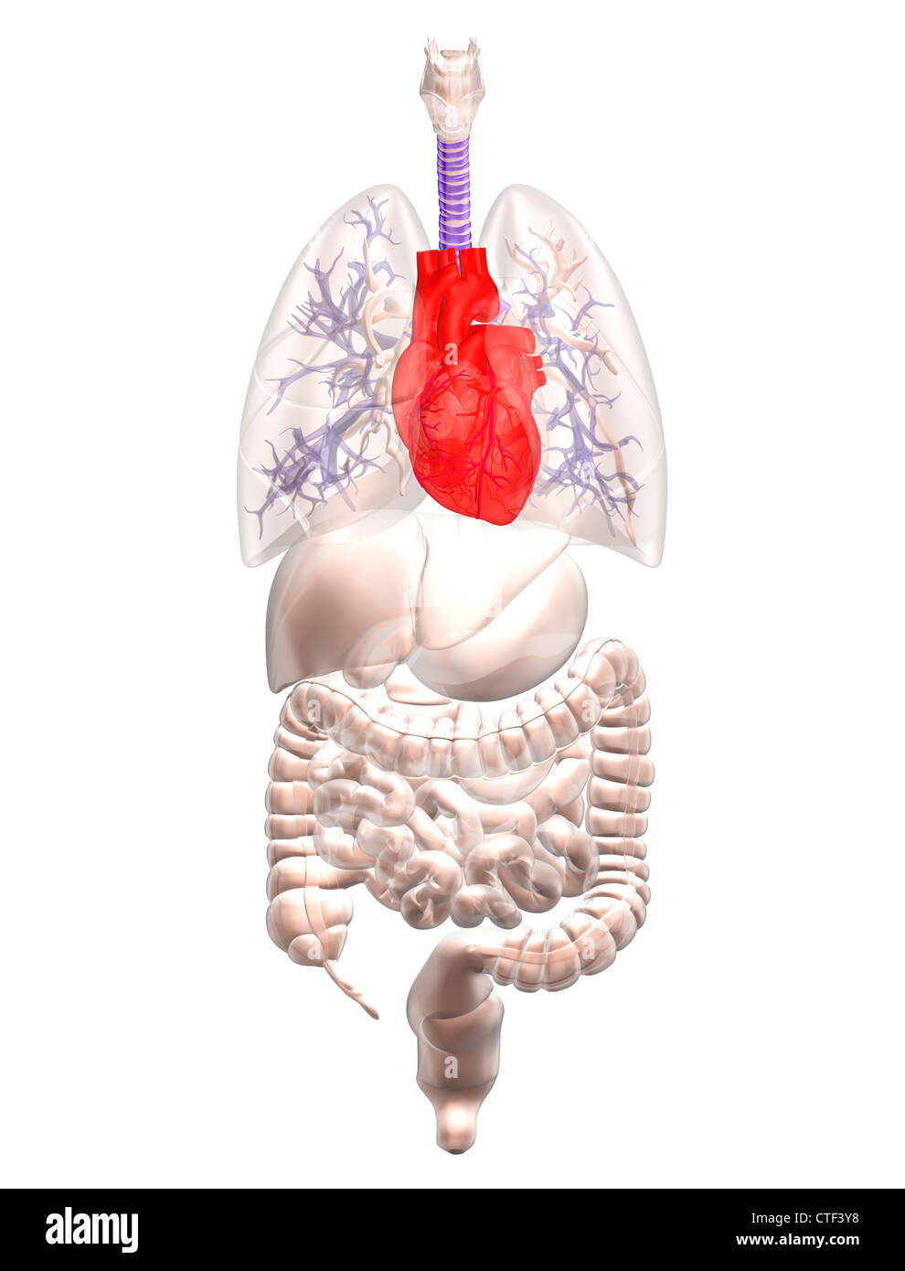 Illustration montrant la recherche biomédicale les organes internes avec coeur rouge Banque D'Images