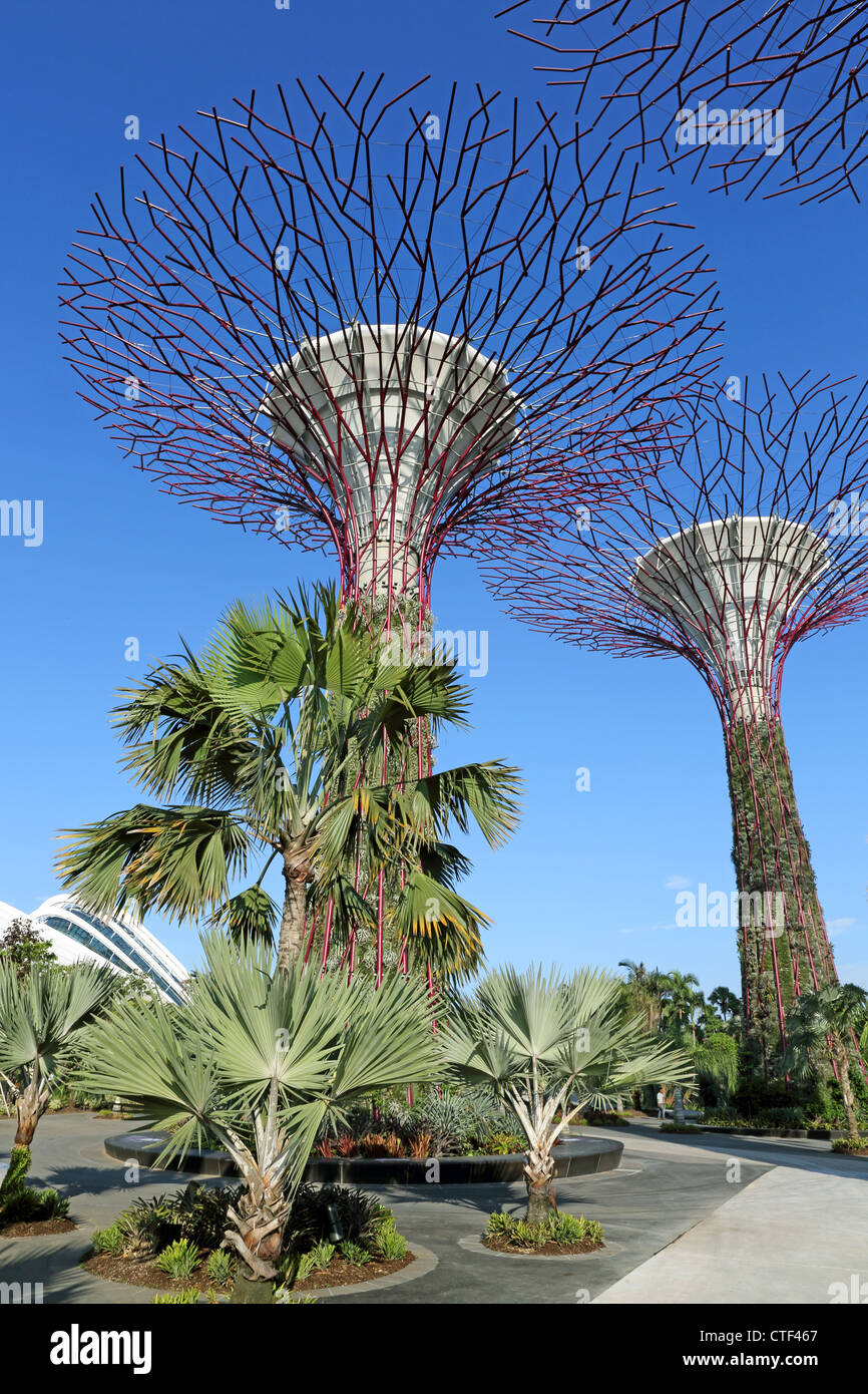 Jardins à Supertrees par la baie de Singapour. Banque D'Images