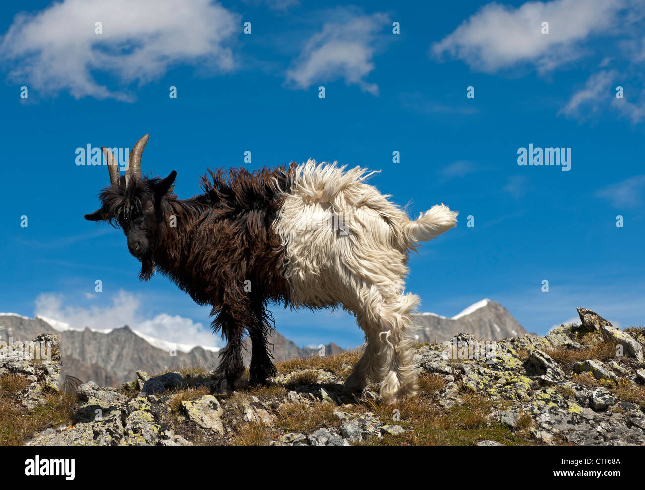 Valaisian la chèvre de montagne, Valais, Suisse Banque D'Images