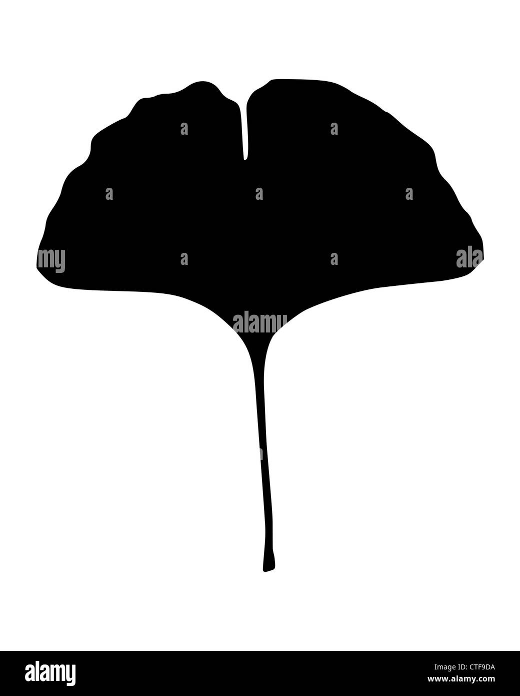 Feuille de Ginkgo Banque D'Images