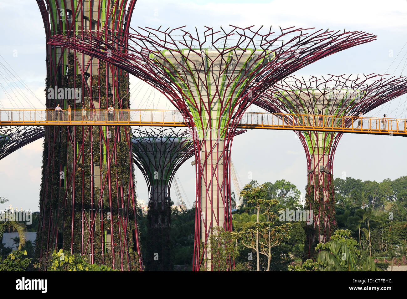 Supertree Grove dans les jardins de la baie de Singapour. Banque D'Images