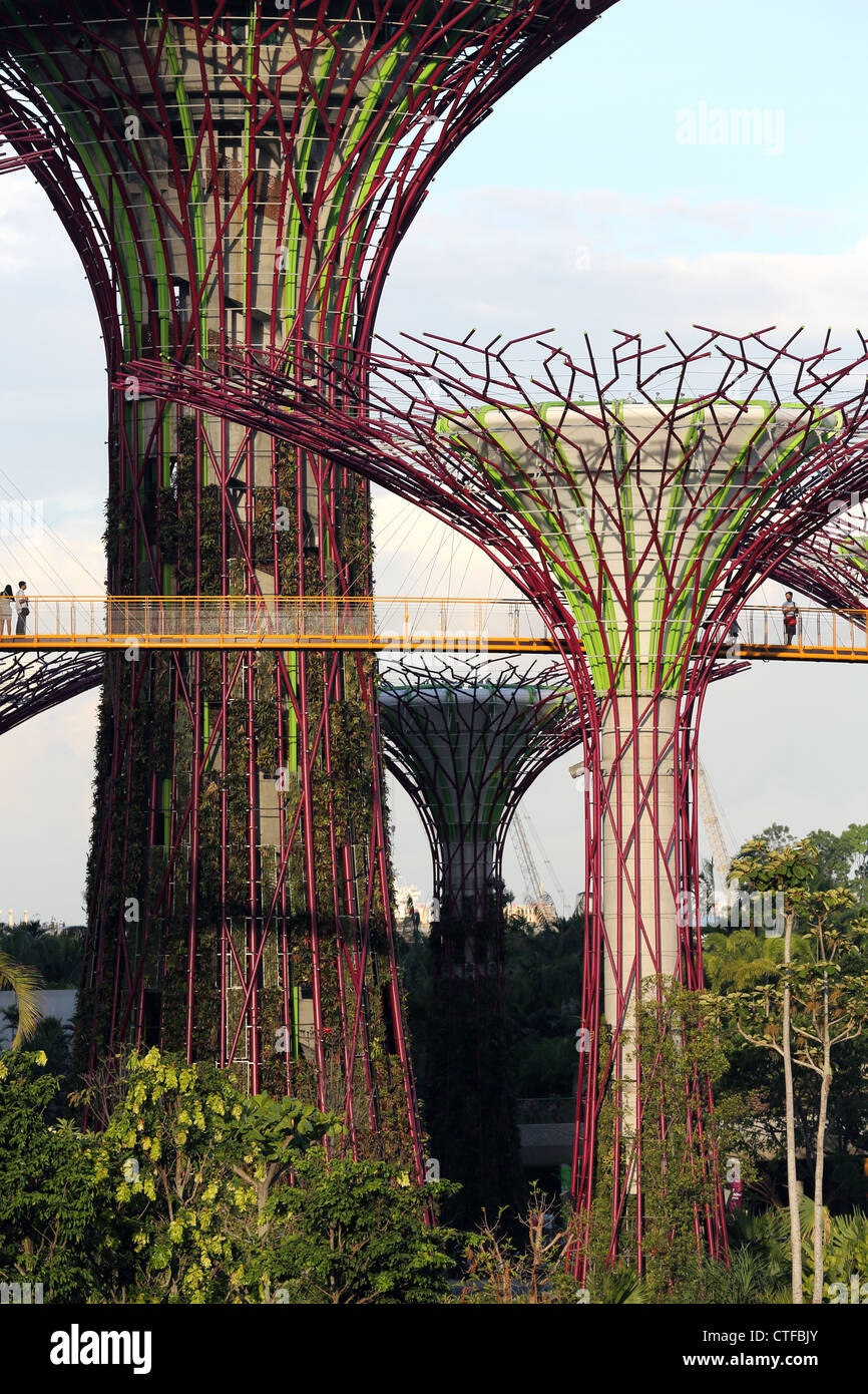 Supertree Grove dans les jardins de la baie de Singapour. Banque D'Images