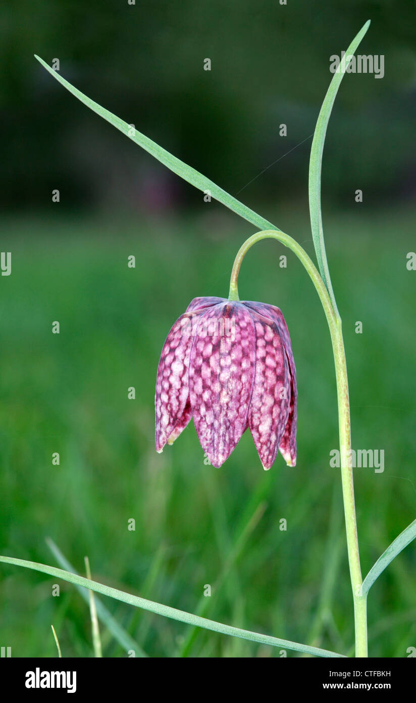 FRITILLARY Fritillaria meleagris (Liliaceae) Banque D'Images