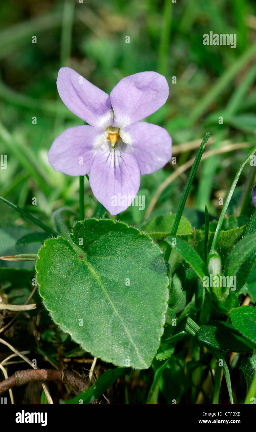 HAIRY VIOLETTE Viola hirta (Violaceae) Banque D'Images